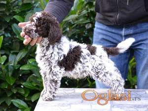 Lagotto Romagnolo štenci
